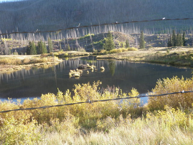 Looking Back at the Beaver Pond