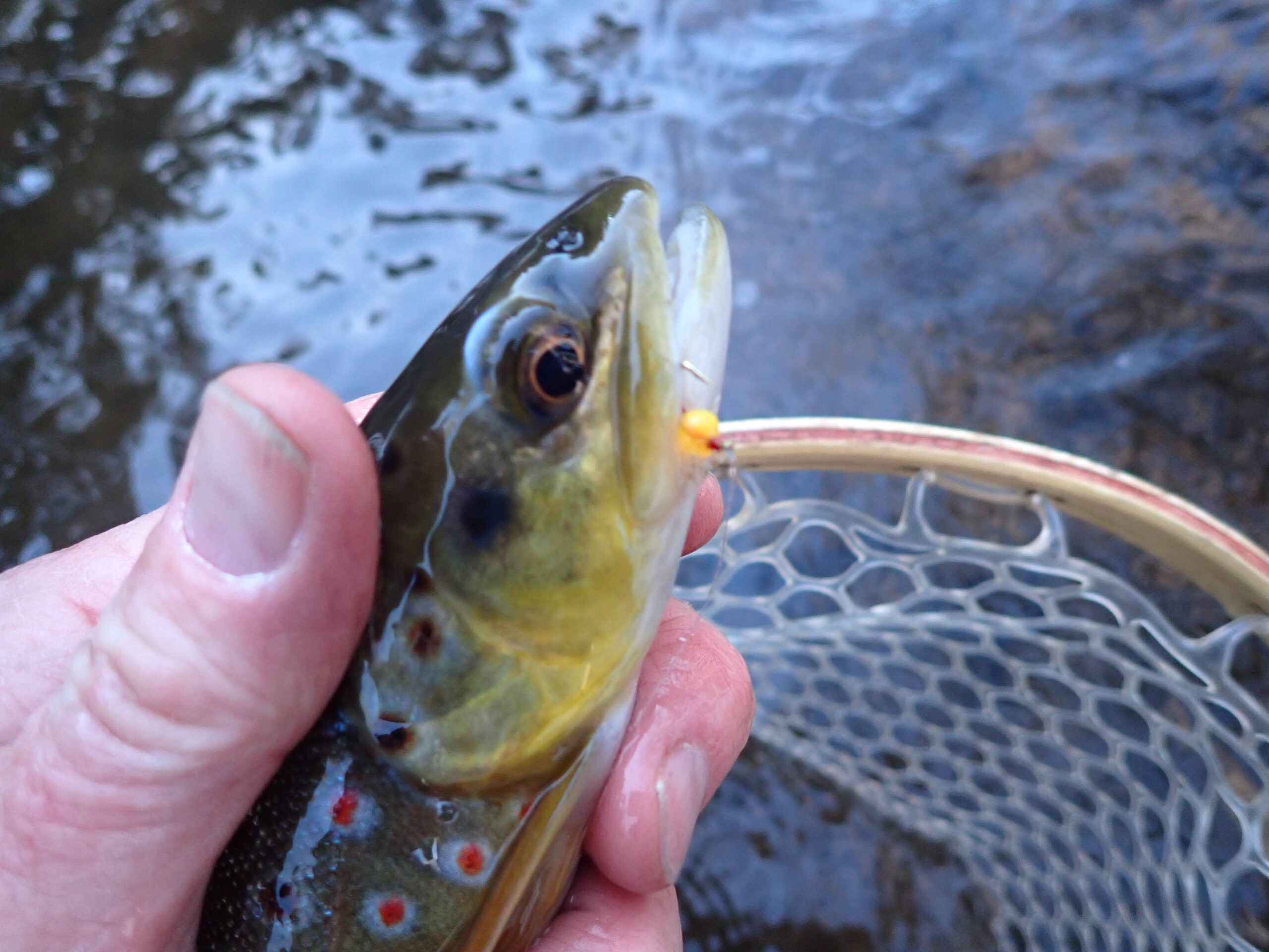 Afloat Fishing Trip Report - Fly Fishing Columbia - Tailwaters Fly